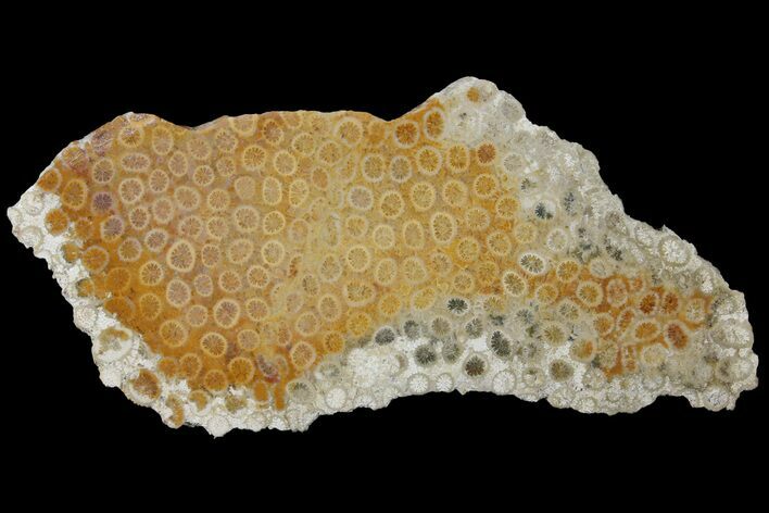 Polished, Fossil Coral Slab - Indonesia #121907